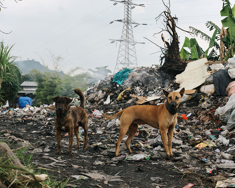 Perros callejeros rodeados de basura