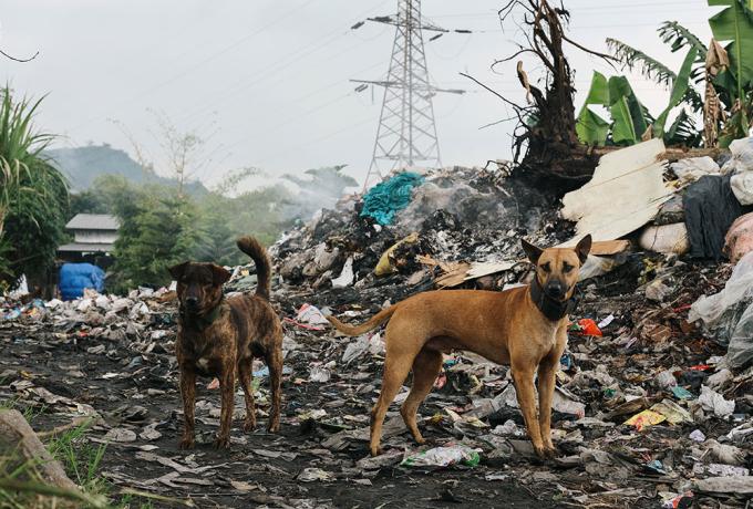 Perros callejeros rodeados de basura
