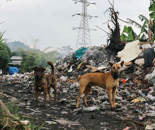 Perros callejeros rodeados de basura