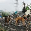 Perros callejeros rodeados de basura